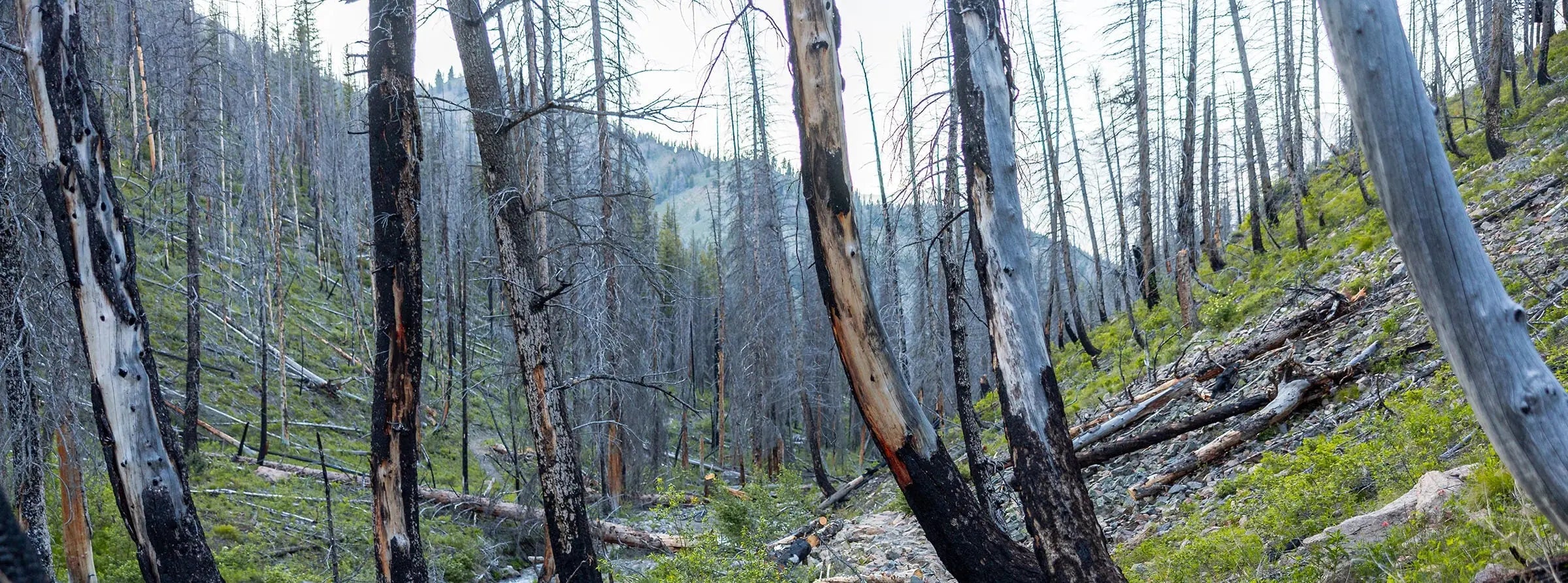 Wildland Fire Boots - Zamberlan North America