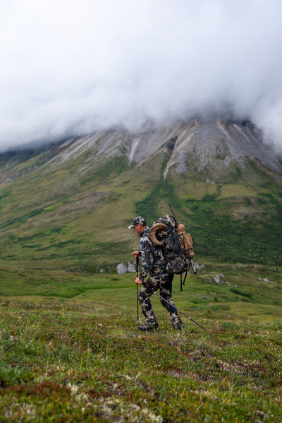 A hunter packing out a harvested ram walking on a grassy hill with a mountain in the background. 