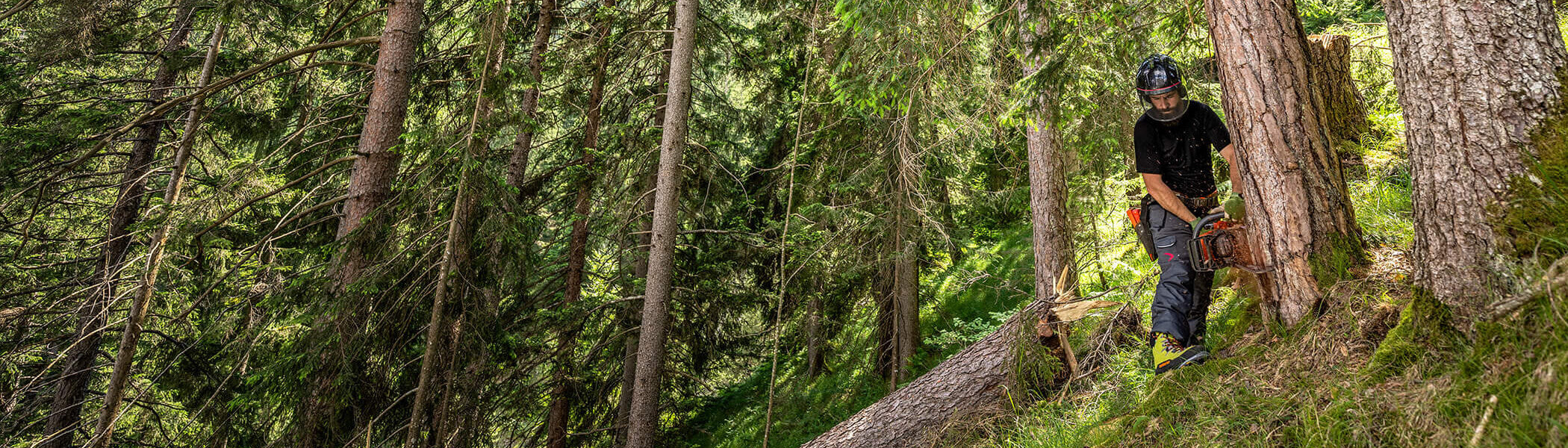 A logger in a forest wearing Zamberlan Logger Pro GTX forestry boots using a chainsaw to cut down a tree. 